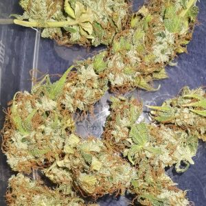 gorillaglue-2019