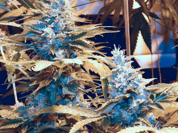 glueberry-og-2-2019