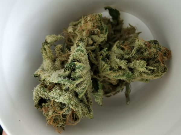 afghan-delight-2021 (6)